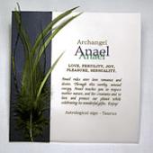 ANAEL image 2